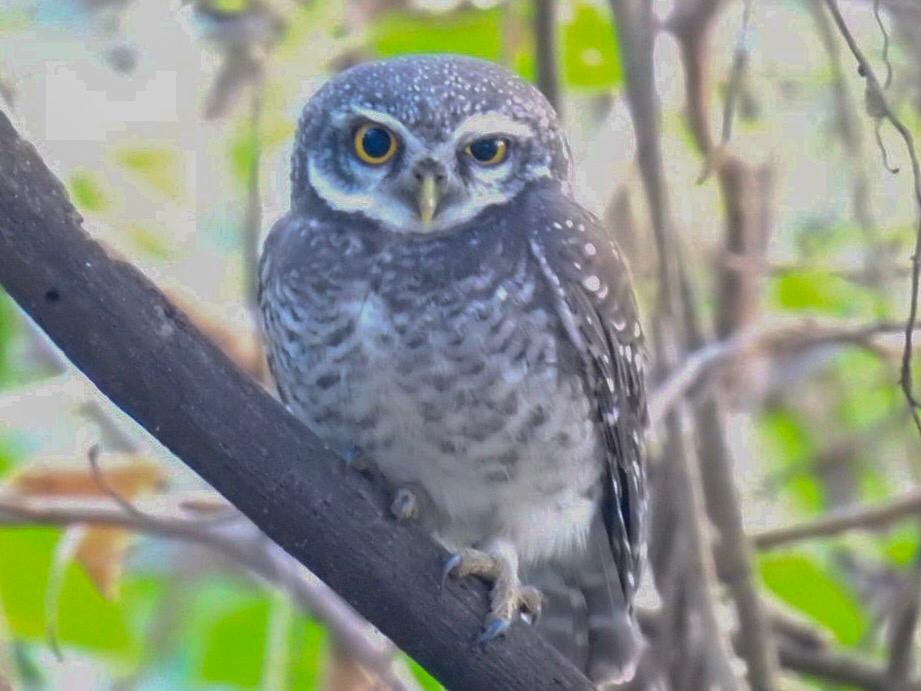 Spotted Owlet - ML133466541