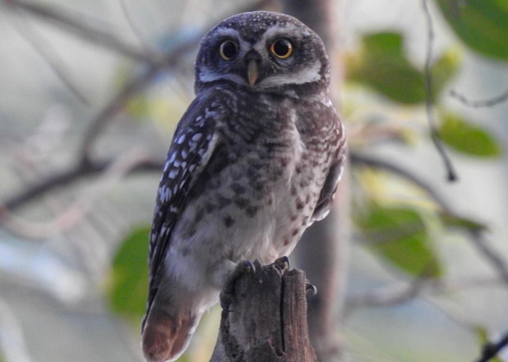 Spotted Owlet - ML133466551
