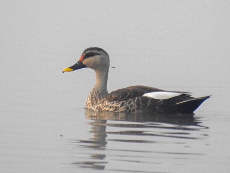Indian Spot-billed Duck - ML133466831