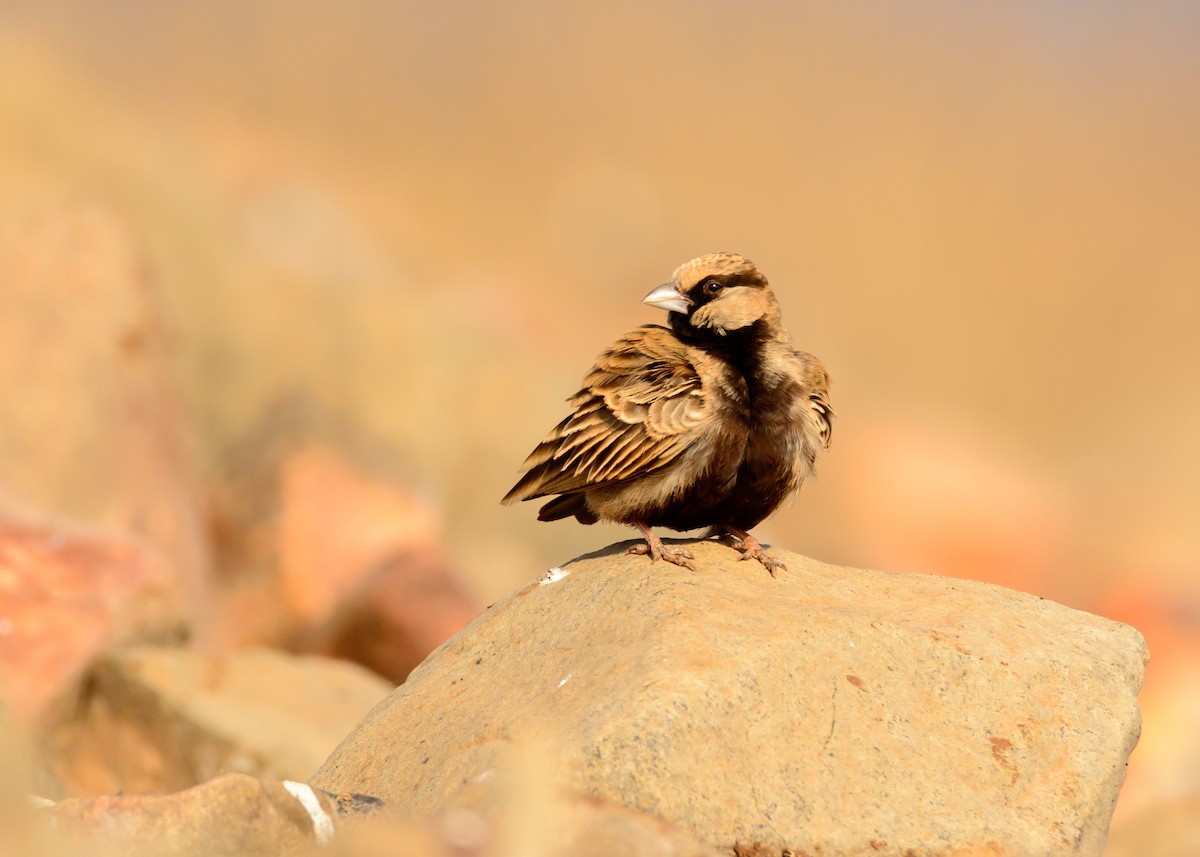 Ashy-crowned Sparrow-Lark - ML133467471