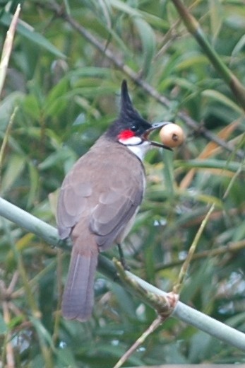 Red-whiskered Bulbul - Cathy Pasterczyk