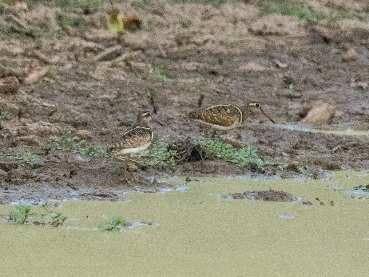 Greater Painted-Snipe - James Moore (Maryland)