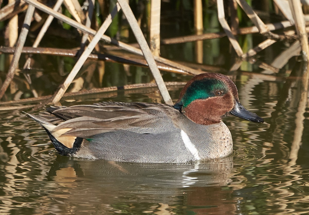 Green-winged Teal - ML133474051