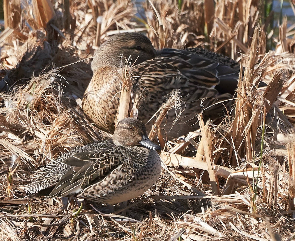 Green-winged Teal - ML133474101