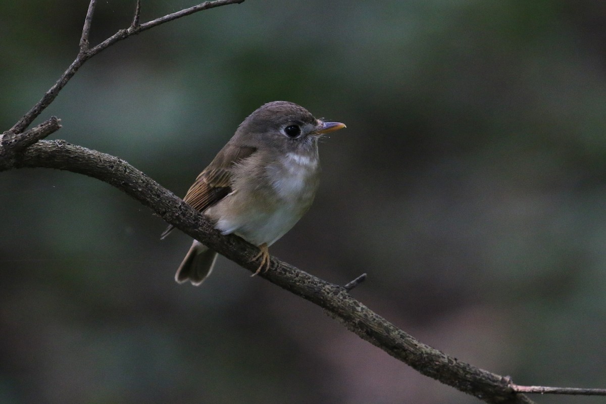 Brown-breasted Flycatcher - Oscar Campbell