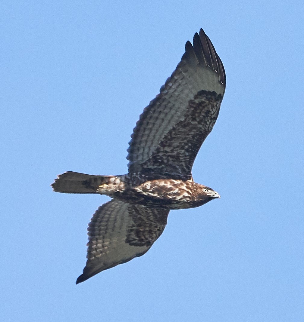Red-tailed Hawk - ML133474491