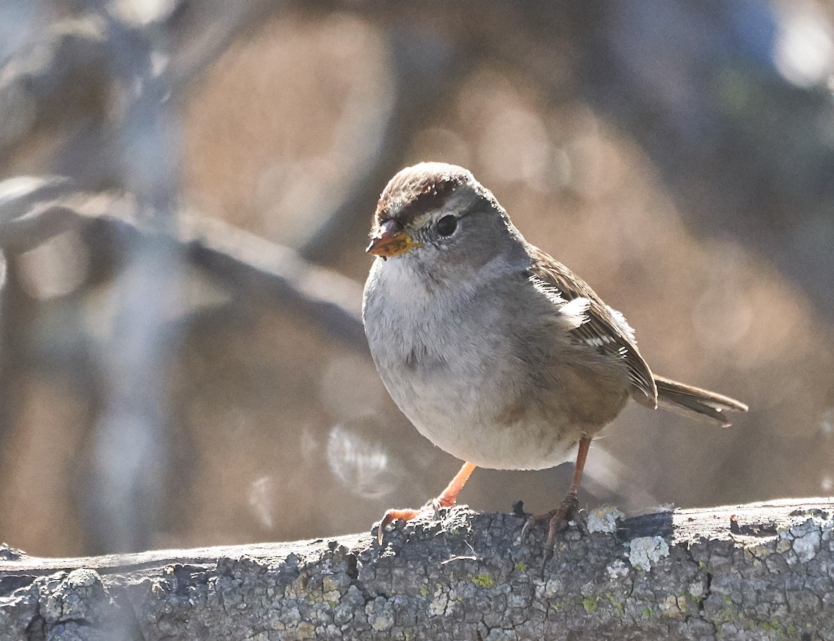 White-crowned Sparrow - ML133474581