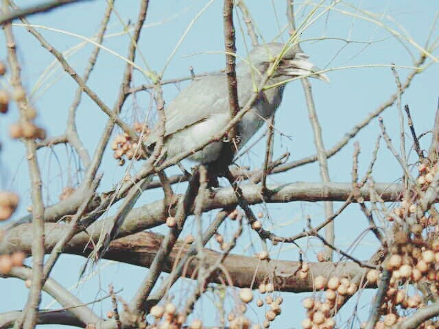 Indian Gray Hornbill - Aniruddha Ghosh