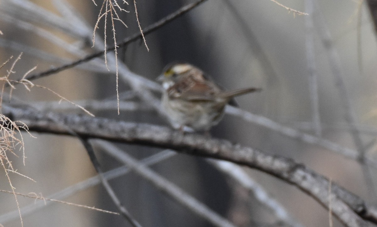 White-throated Sparrow - Chris Rohrer