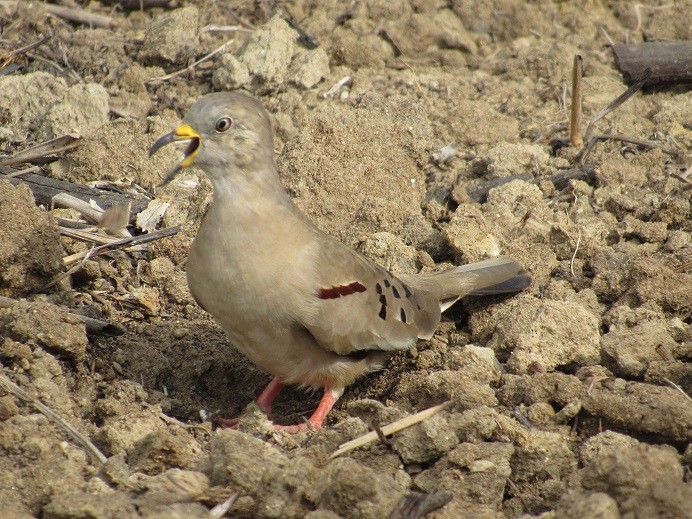 Croaking Ground Dove - LEODAN ARCOS