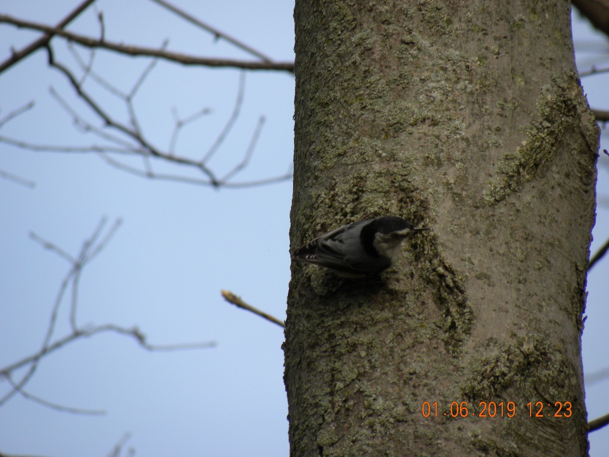 White-breasted Nuthatch (Eastern) - Cloyce Hedge