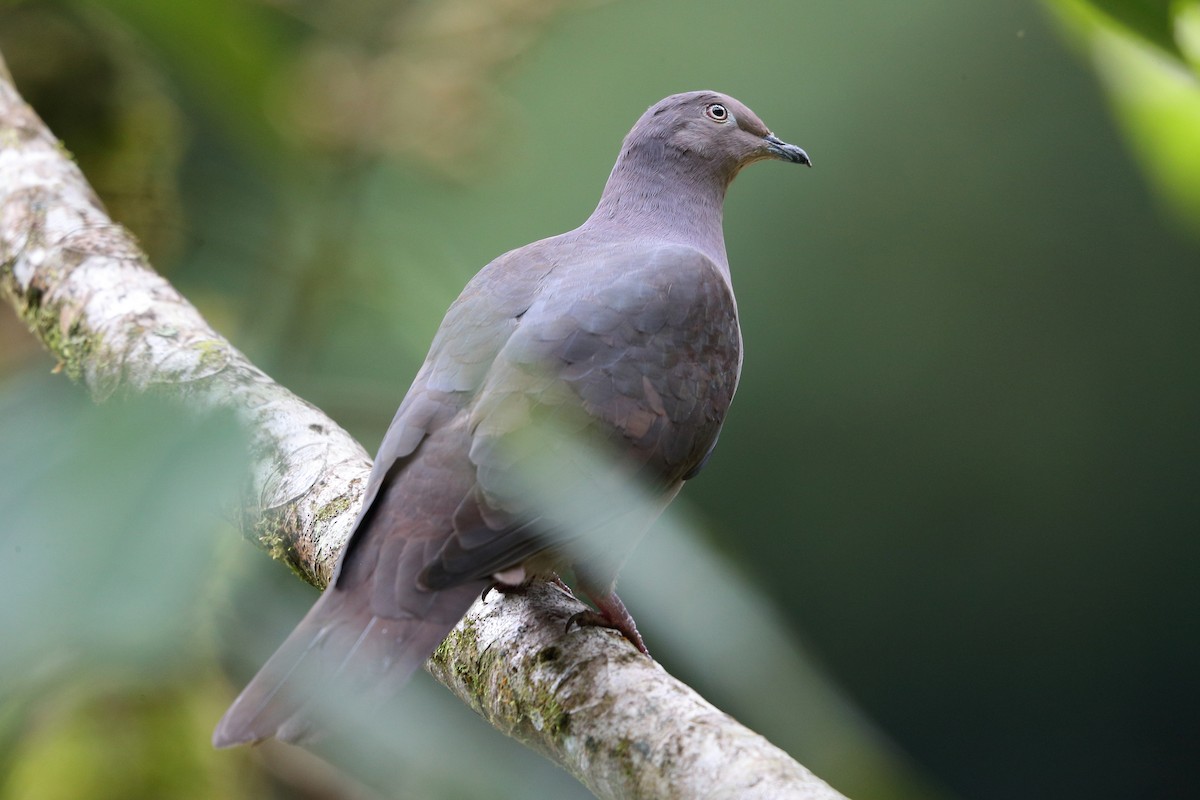 Plumbeous Pigeon - Jon Irvine