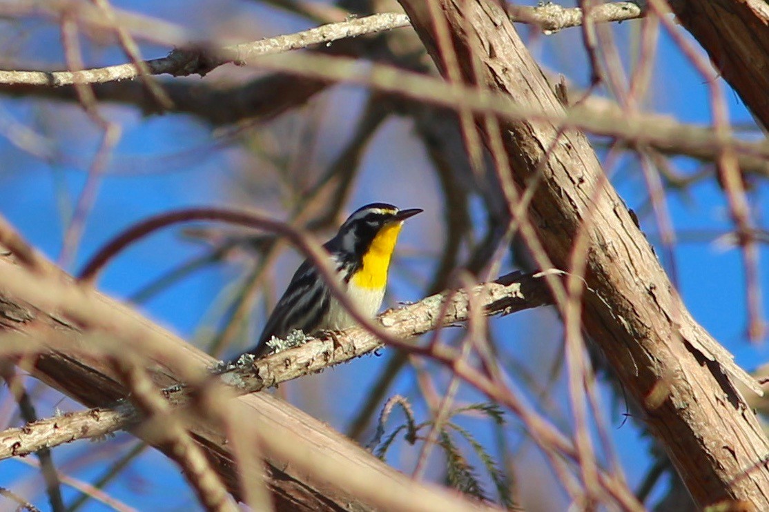 Yellow-throated Warbler - Oscar Johnson