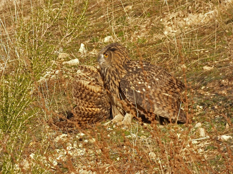 Eurasian Eagle-Owl - ML133484931