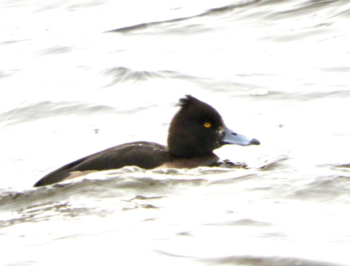 Tufted Duck - ML133486971
