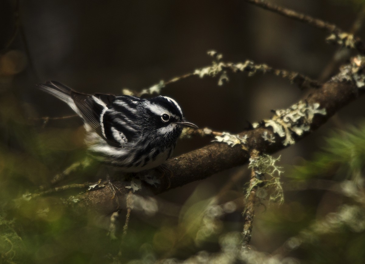 Black-and-white Warbler - ML133487151