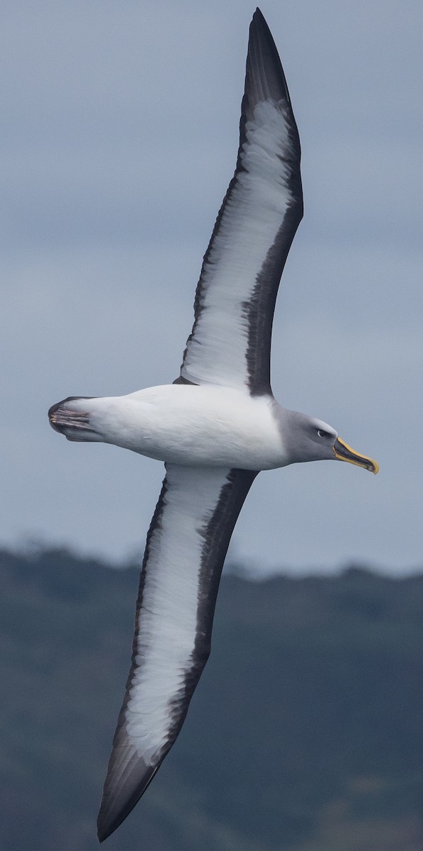 Buller's Albatross - James Moore (Maryland)