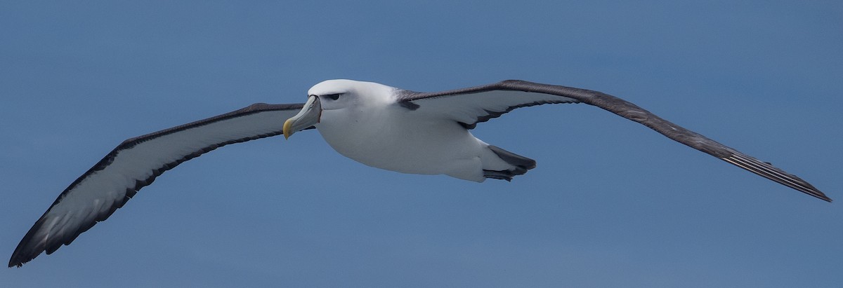 White-capped Albatross - ML133487521