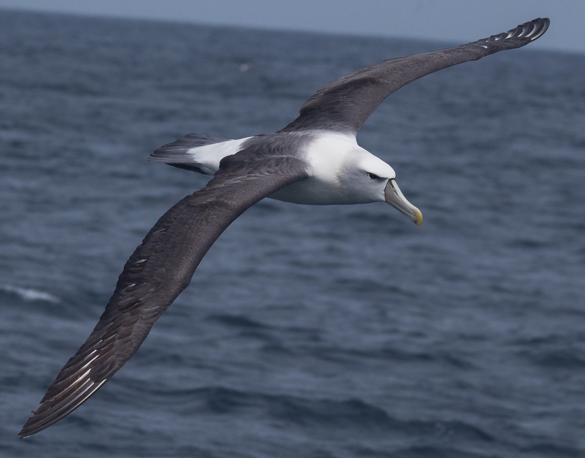 White-capped Albatross - ML133487551