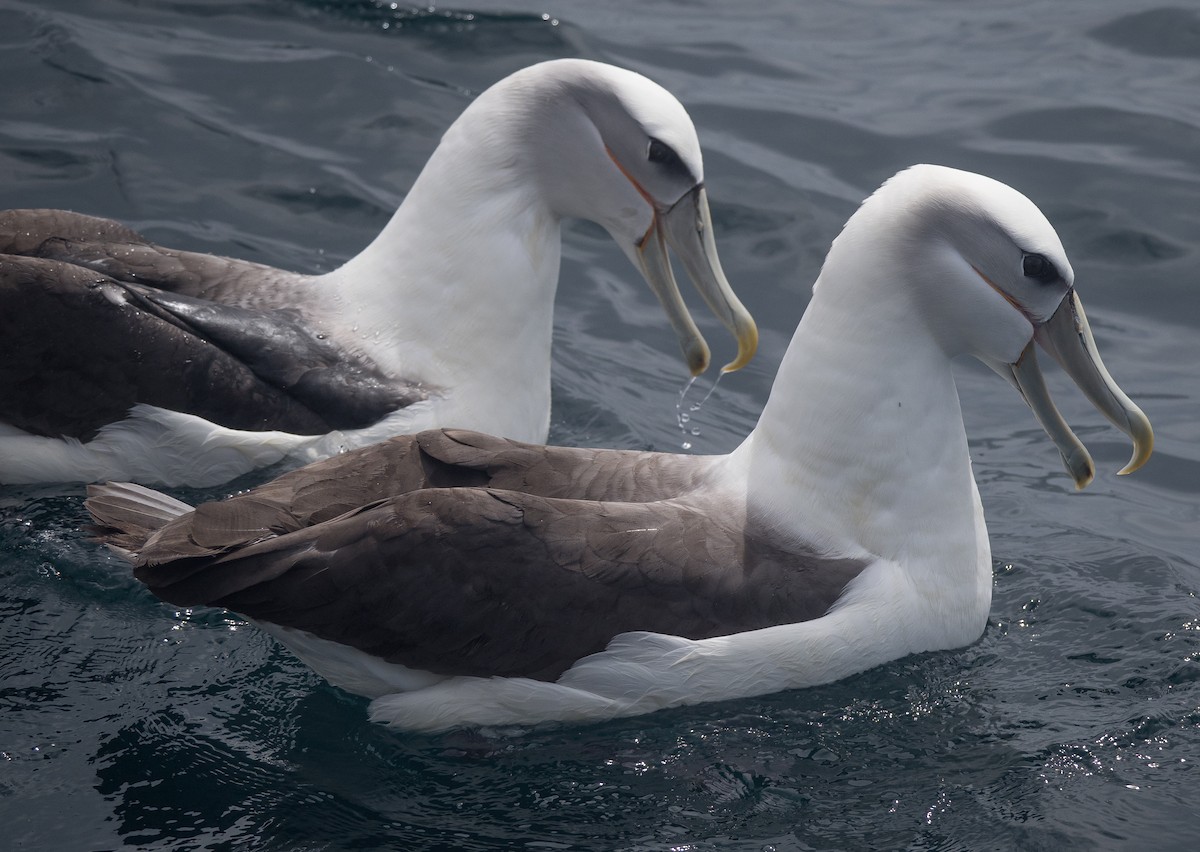 White-capped Albatross - ML133487601