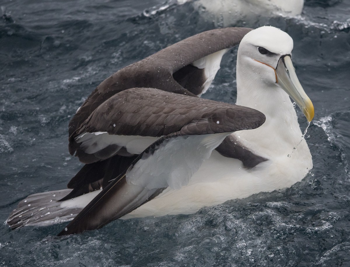 White-capped Albatross - James Moore (Maryland)