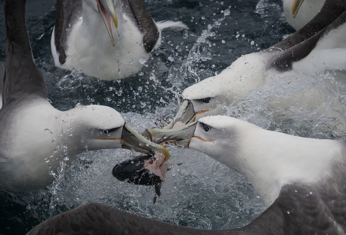 White-capped Albatross - James Moore (Maryland)
