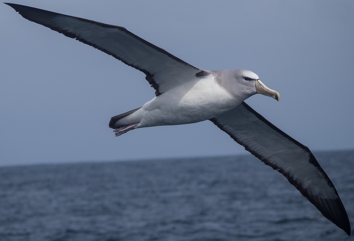 Salvin's Albatross - ML133488271