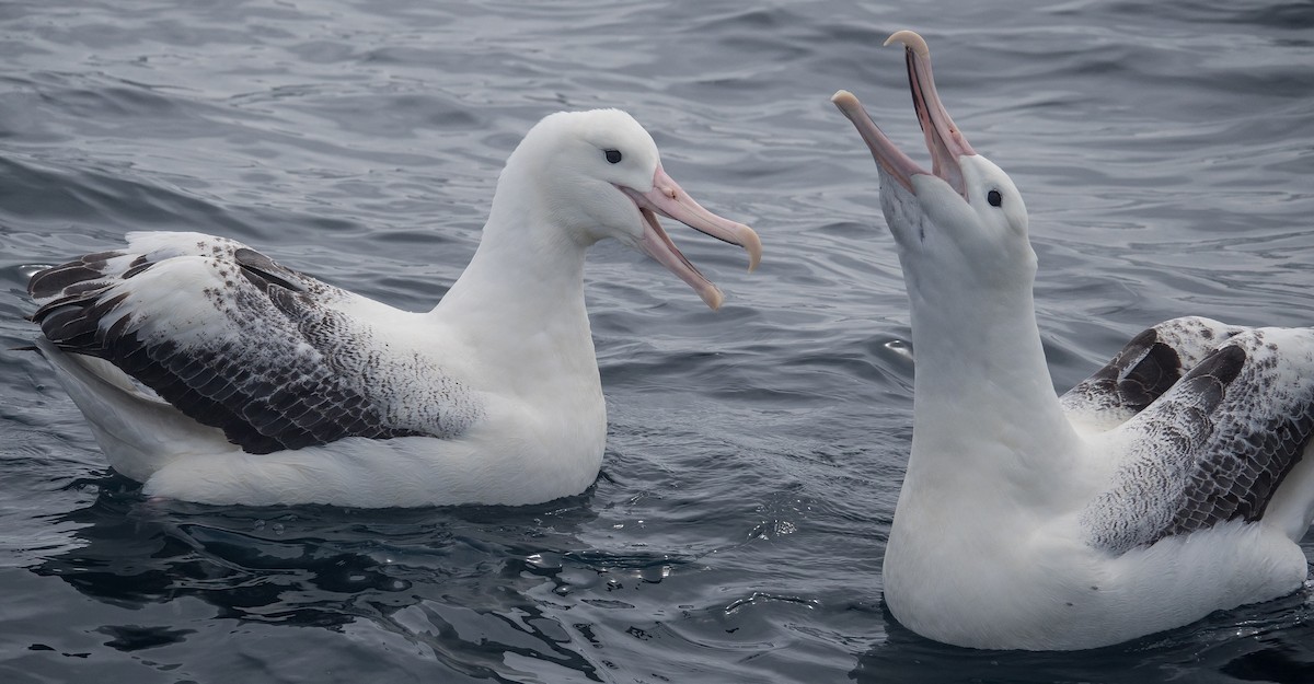 albatros královský - ML133489031