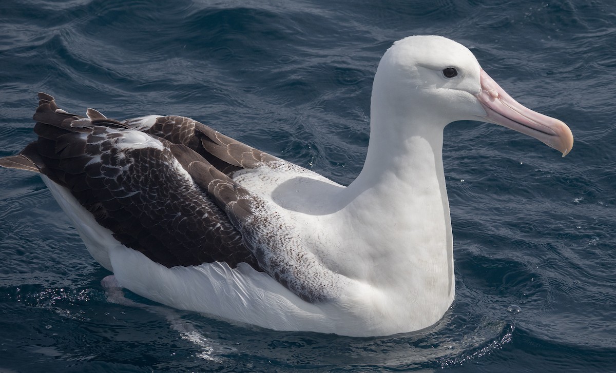 Southern Royal Albatross - James Moore (Maryland)