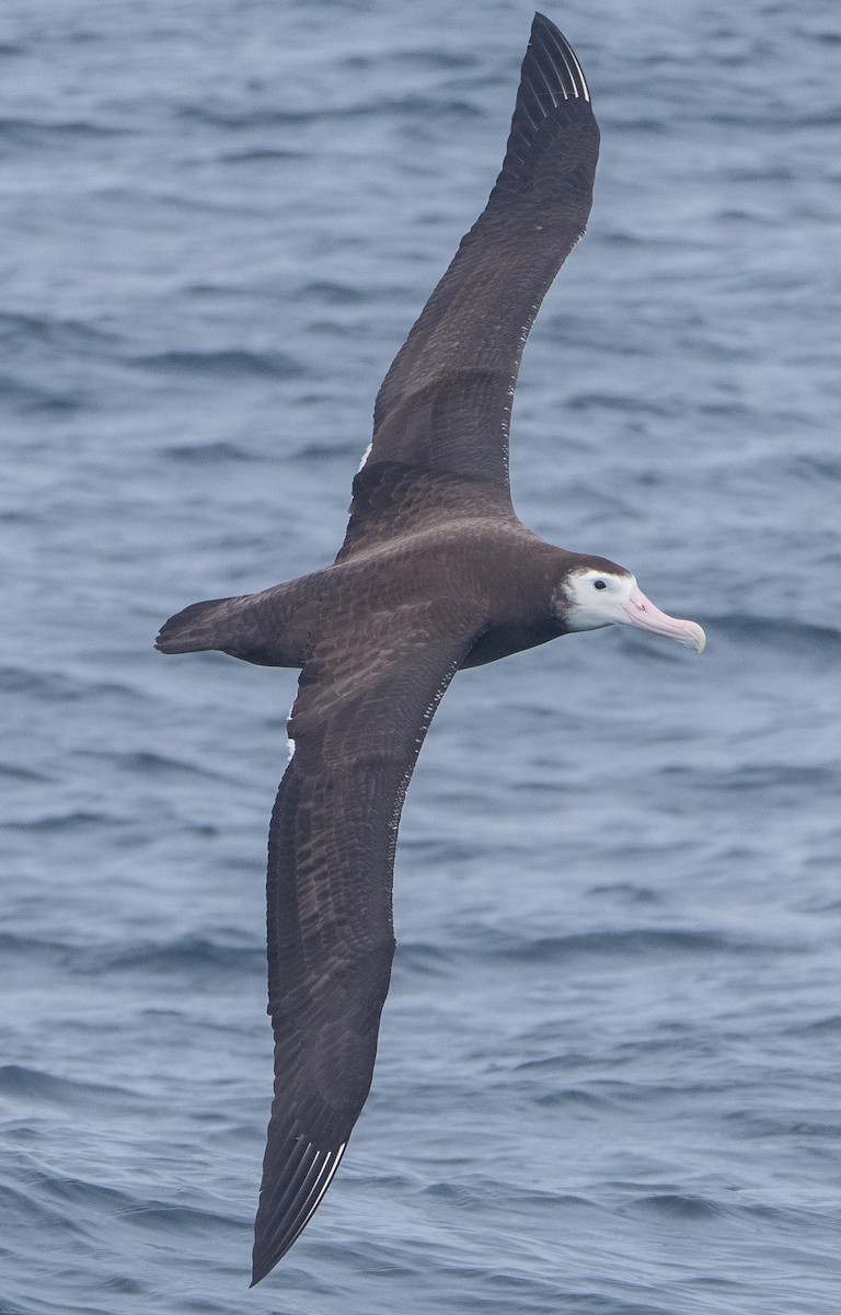 Snowy/Tristan/Antipodean Albatross - ML133489341