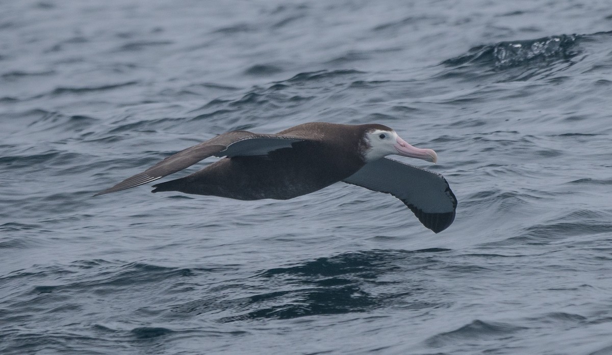 Snowy/Tristan/Antipodean Albatross - James Moore (Maryland)