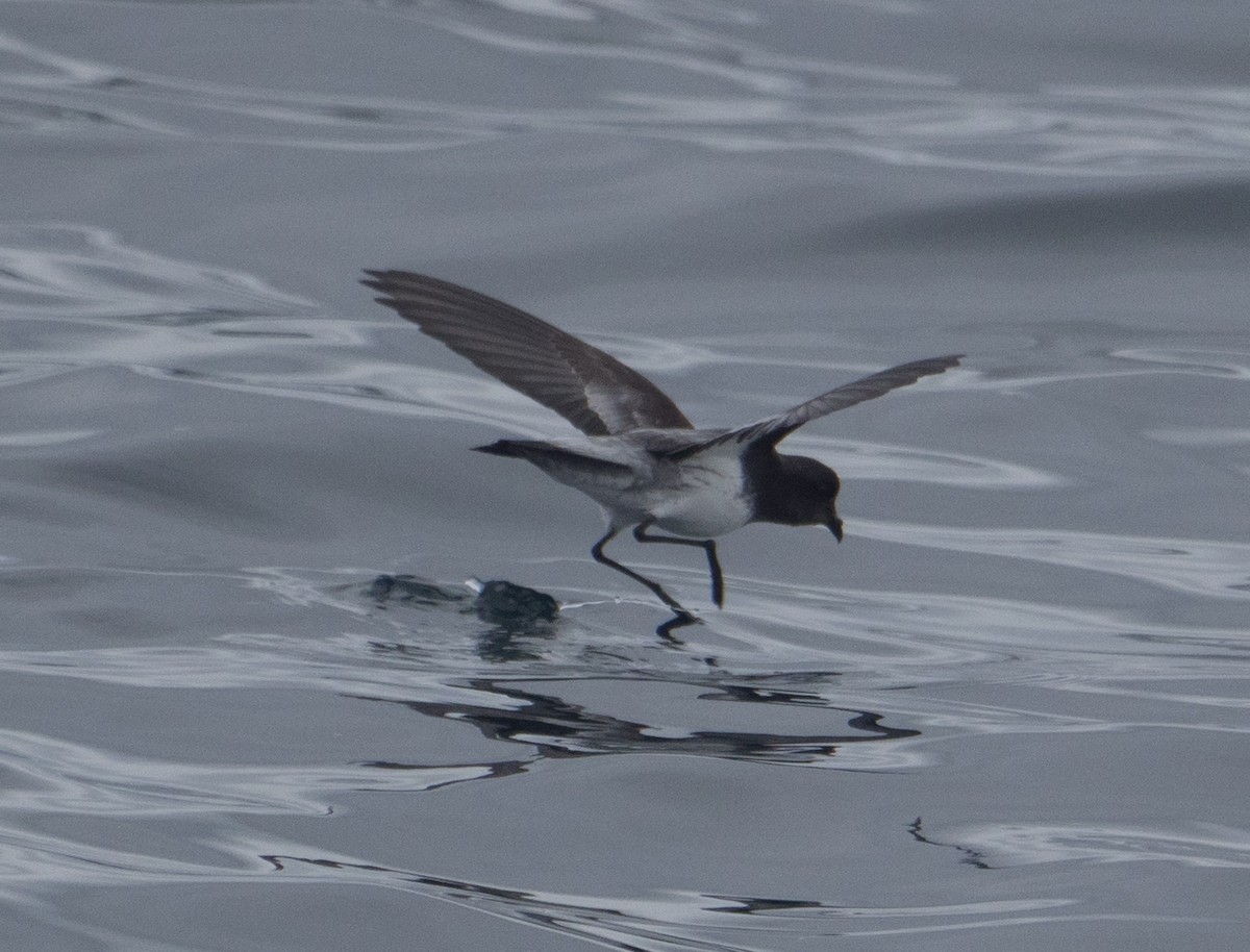 Gray-backed Storm-Petrel - James Moore (Maryland)