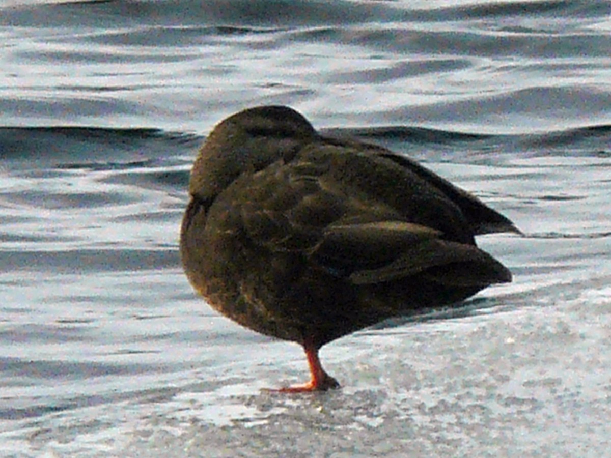 American Black Duck - Warren Dunlop