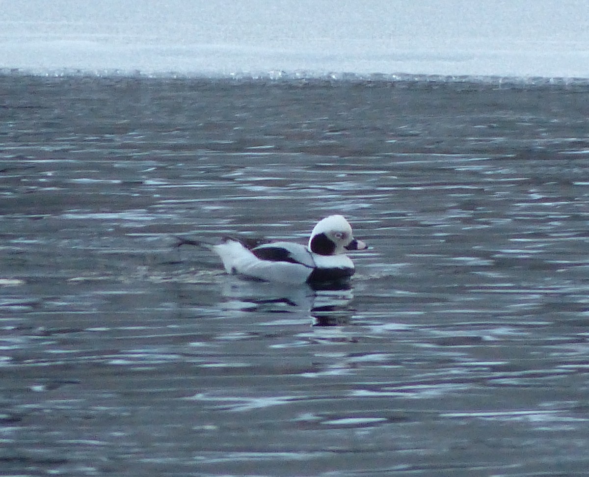 Long-tailed Duck - ML133493511
