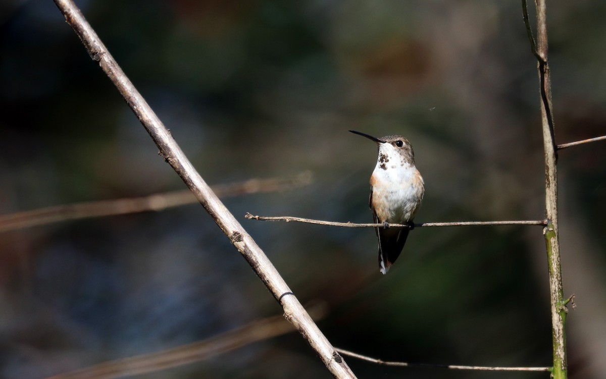 Rufous Hummingbird - Vitek Jirinec