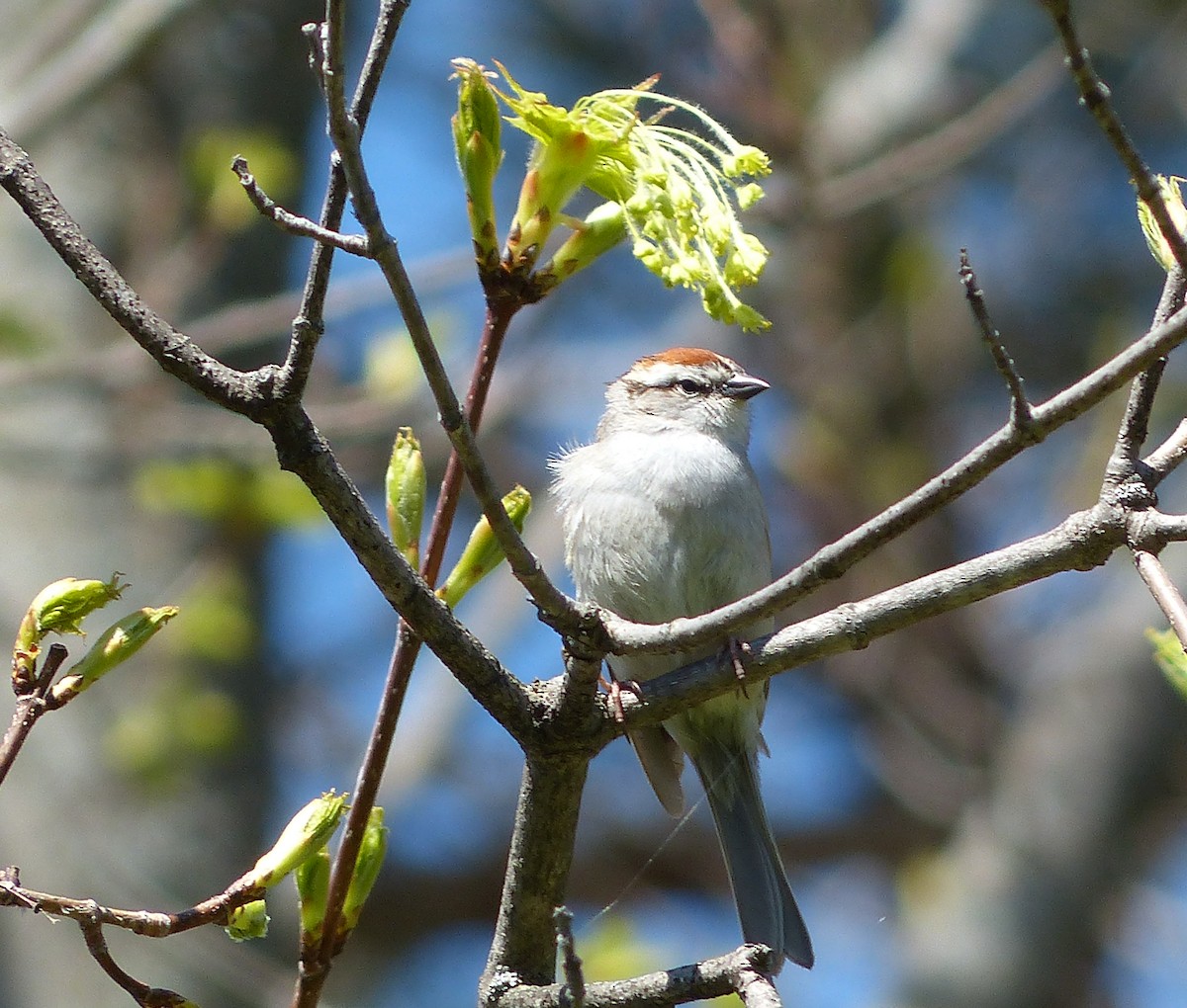 Chipping Sparrow - ML133494371