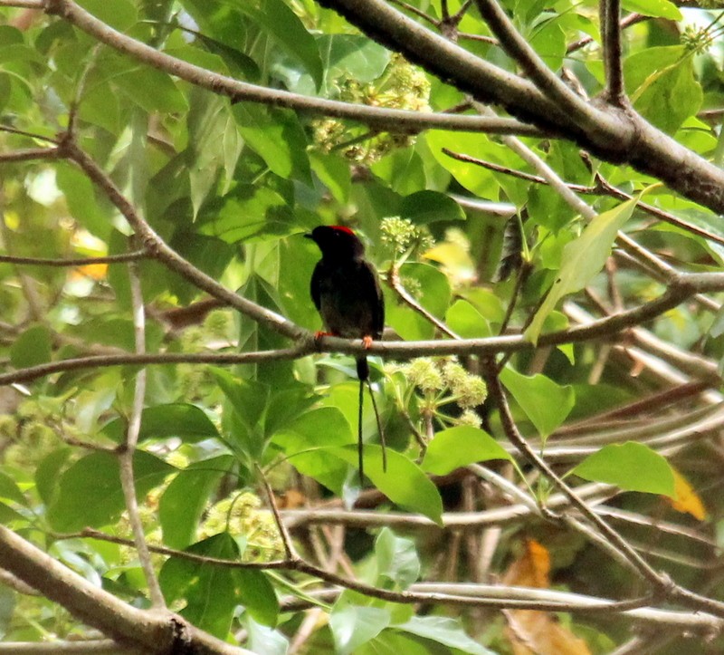 Long-tailed Manakin - Rolando Chávez