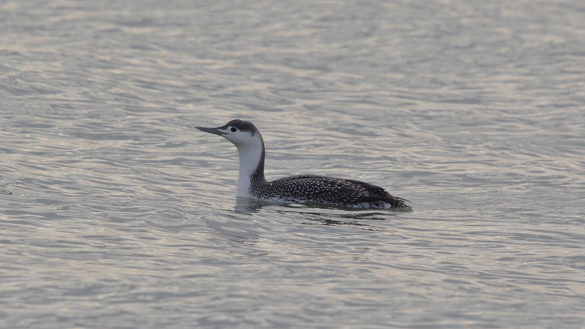 Red-throated Loon - Michael Mulqueen