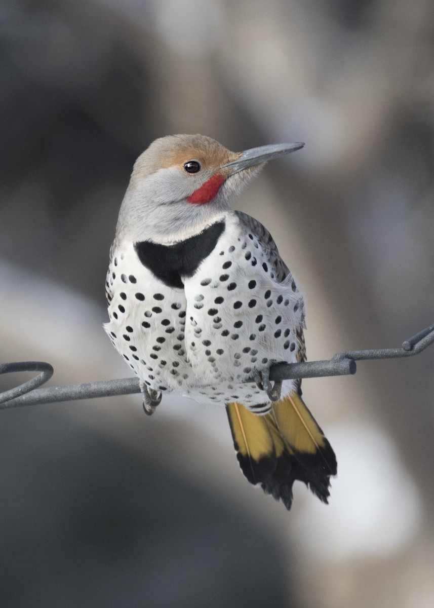 Northern Flicker (Yellow-shafted x Red-shafted) - ML133497411