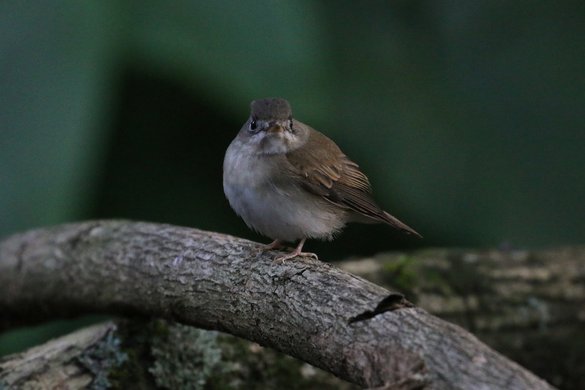 Brown-breasted Flycatcher - Oscar Campbell