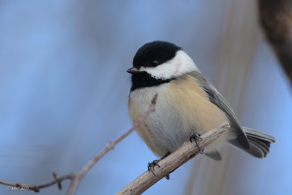 Black-capped Chickadee - Julie Tremblay (Pointe-Claire)