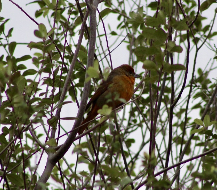 Hepatic Tanager - ML133498641