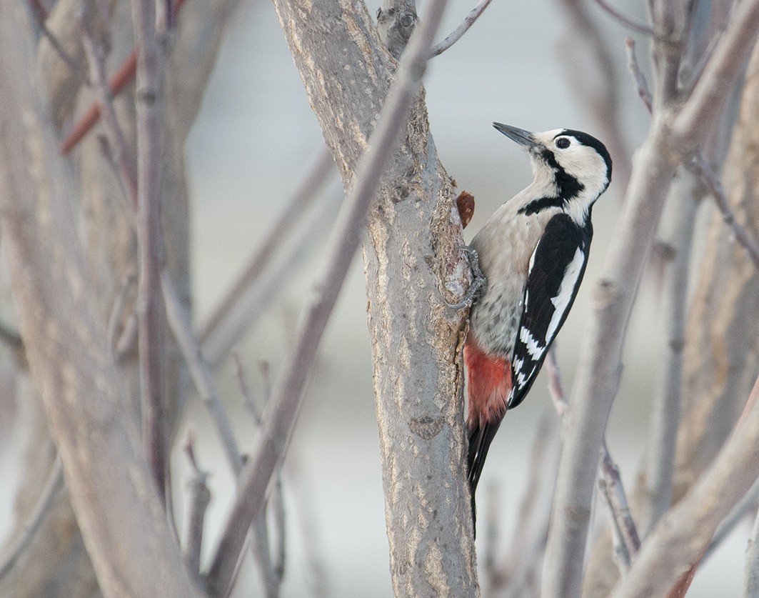 Syrian Woodpecker - ML133499301