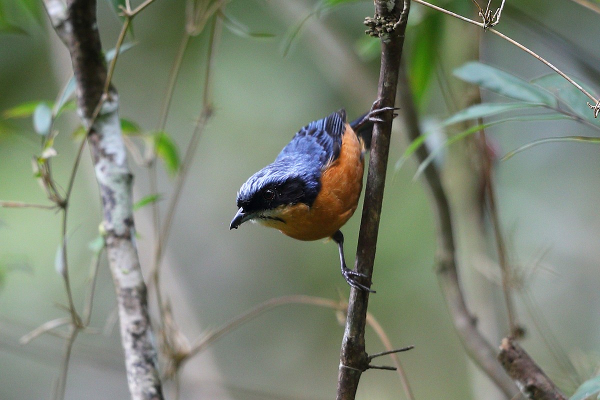Chestnut-bellied Mountain Tanager - ML133499661