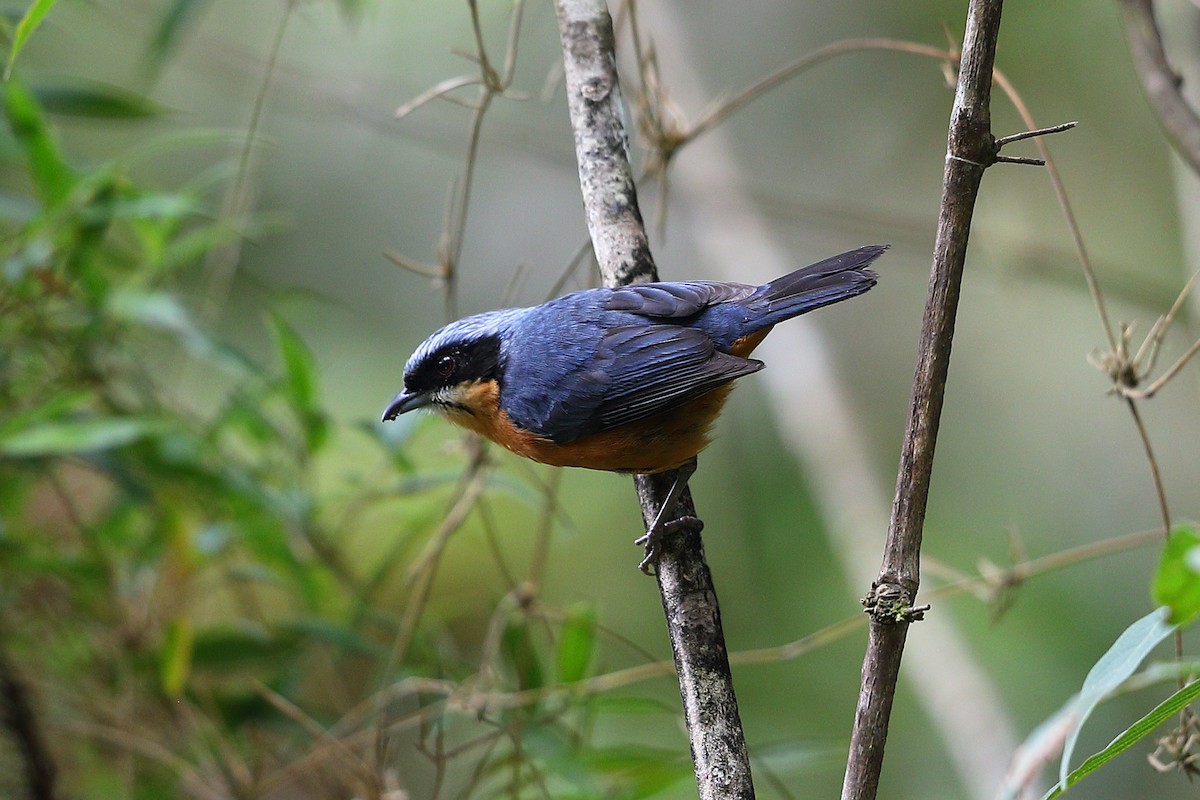 Chestnut-bellied Mountain Tanager - ML133499721