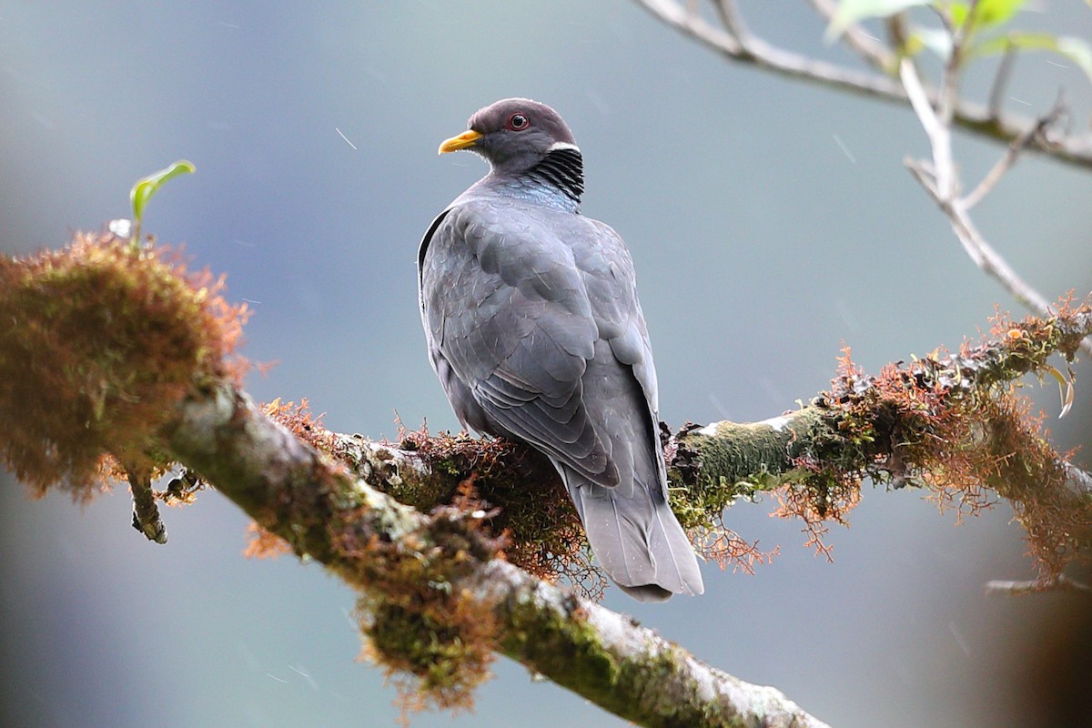 Band-tailed Pigeon - Jon Irvine