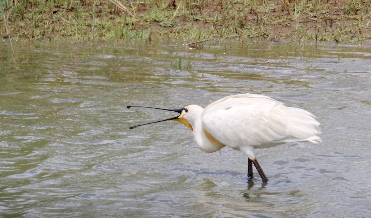 Eurasian Spoonbill - Millie and Peter Thomas