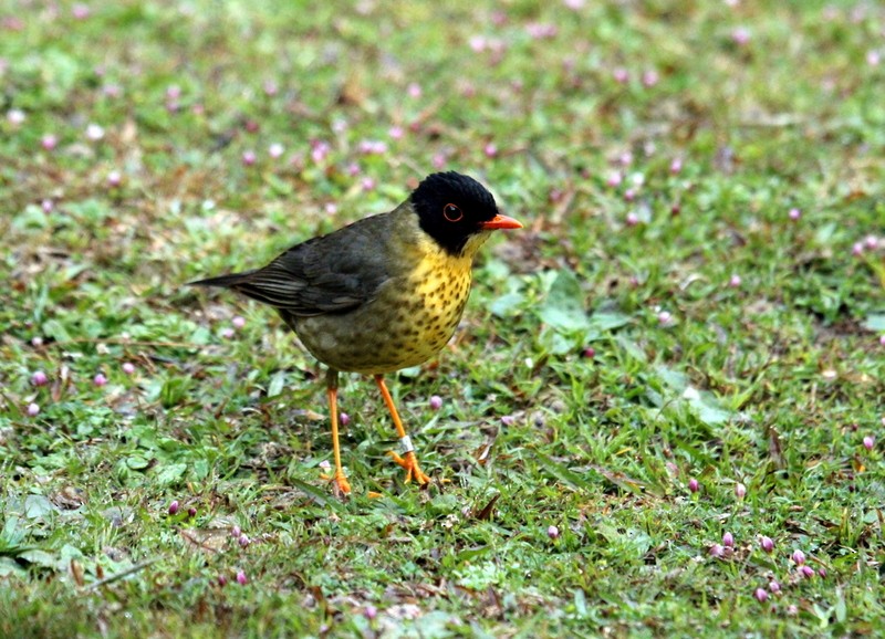 Yellow-throated Nightingale-Thrush - ML133500781