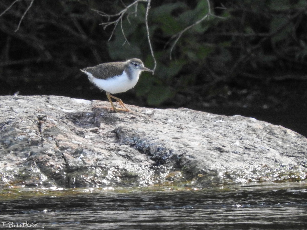 Spotted Sandpiper - Thomas Bunker