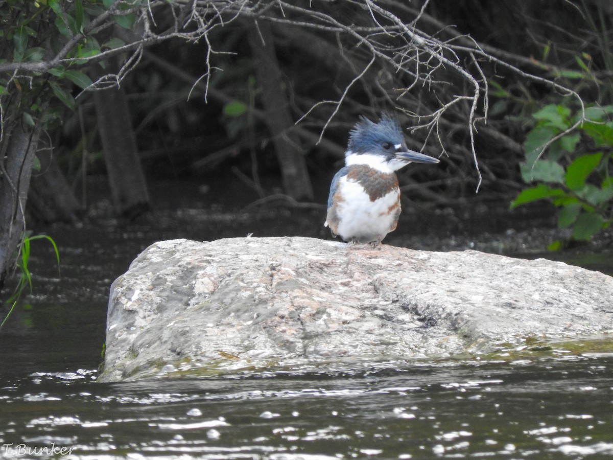 Belted Kingfisher - Thomas Bunker